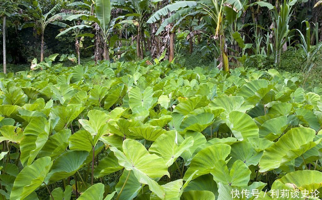 那些年吃过的野菜！农村真正的野味！