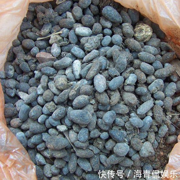 麻烦|长寿花最喜欢这种肥,盆里埋一点,一年施肥麻烦都省了