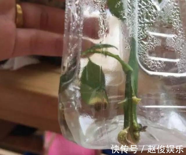 会用“塑料瓶”,养花真方便,这3种养花法,学了就能用上!
