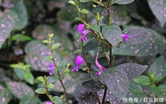 止血|農(nóng)村一種能凈化空氣的野草,花朵美如蝴蝶,還有止血的作用