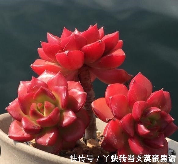 花友|原来可以把蒂亚“虐”这么红，4点掌握了，你养的蒂亚一样红！