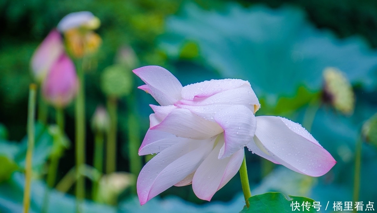 雨打芭蕉 夜色微凉 眉间相思自成伤 全网搜