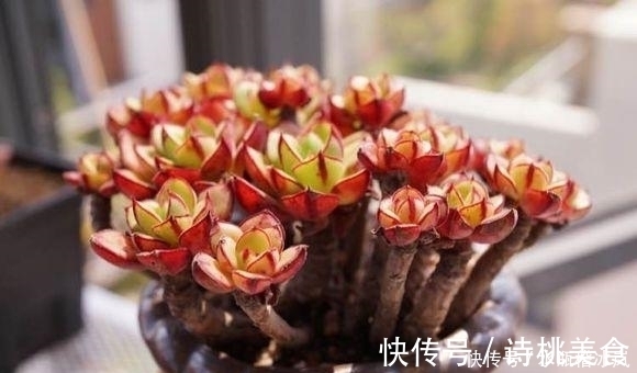 果冻|那些自带果冻色的多肉,它们可从来不让你失望!