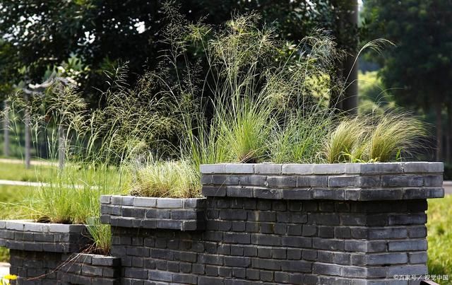 墙头@墙头草诗词22首:只因体弱不禁风，翻作人间摇摆笑