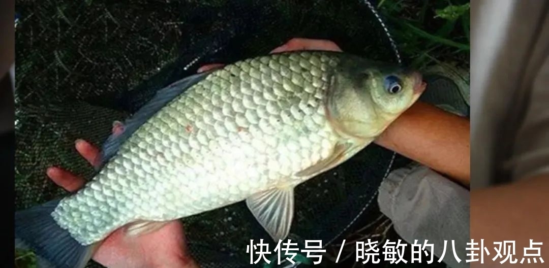 秋钓大鲫鱼7大招式，让爆护来得更容易些！