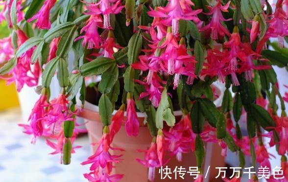 花盆越小开花越好的“皮实”花,塞进小花盆里,好养又好看