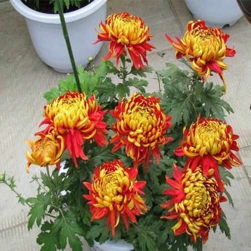 小草花|这3种花就是开花机器，一到夏天就摘心，满树花苞太美了