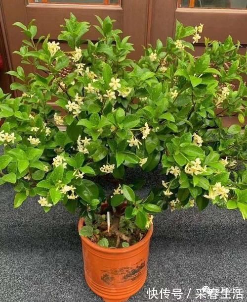 抗冻|这3种花特抗冻,别着急入室,寒风吹一吹,来年生长更旺盛!