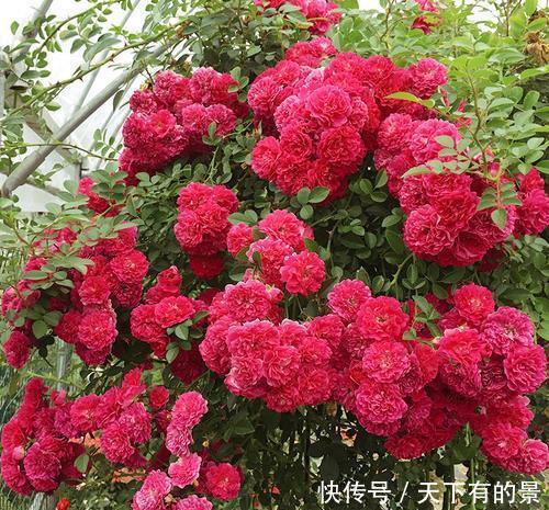 长势|有个院子别光养月季花,种3种漂亮花,好养护长势旺,开出花海