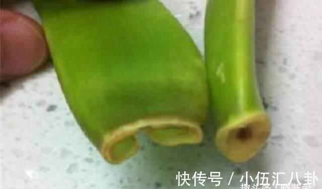 基质|君子兰不用买,一片叶子就能长出一整盆,生根快成活率高