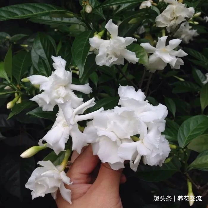 栀子花|花叶和栀子花相似的狗牙花，香味像茉莉花，好养又容易开花