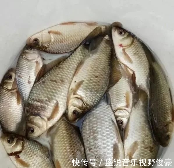 饵料|钓鲫鱼不能补窝?一补窝就停口?你用错了方法!