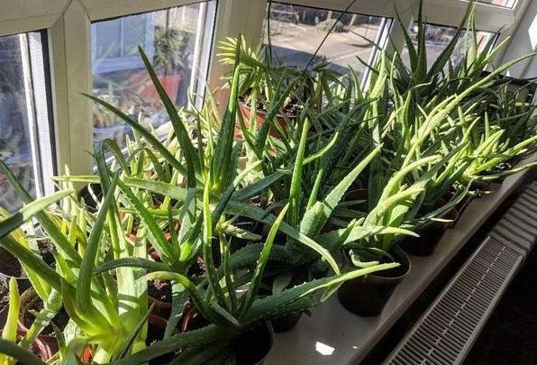 盆栽养花小技巧碰到难题别退缩,学会4招就可轻松解决掉