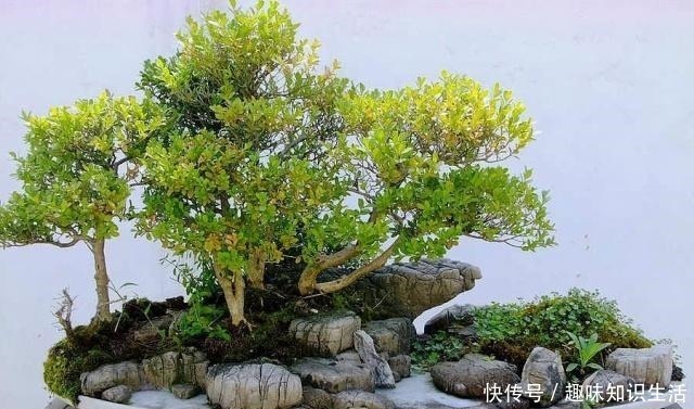 弹子|养这2种花,还能挣钱,放那不用管,养得好卖上万,挺划算!