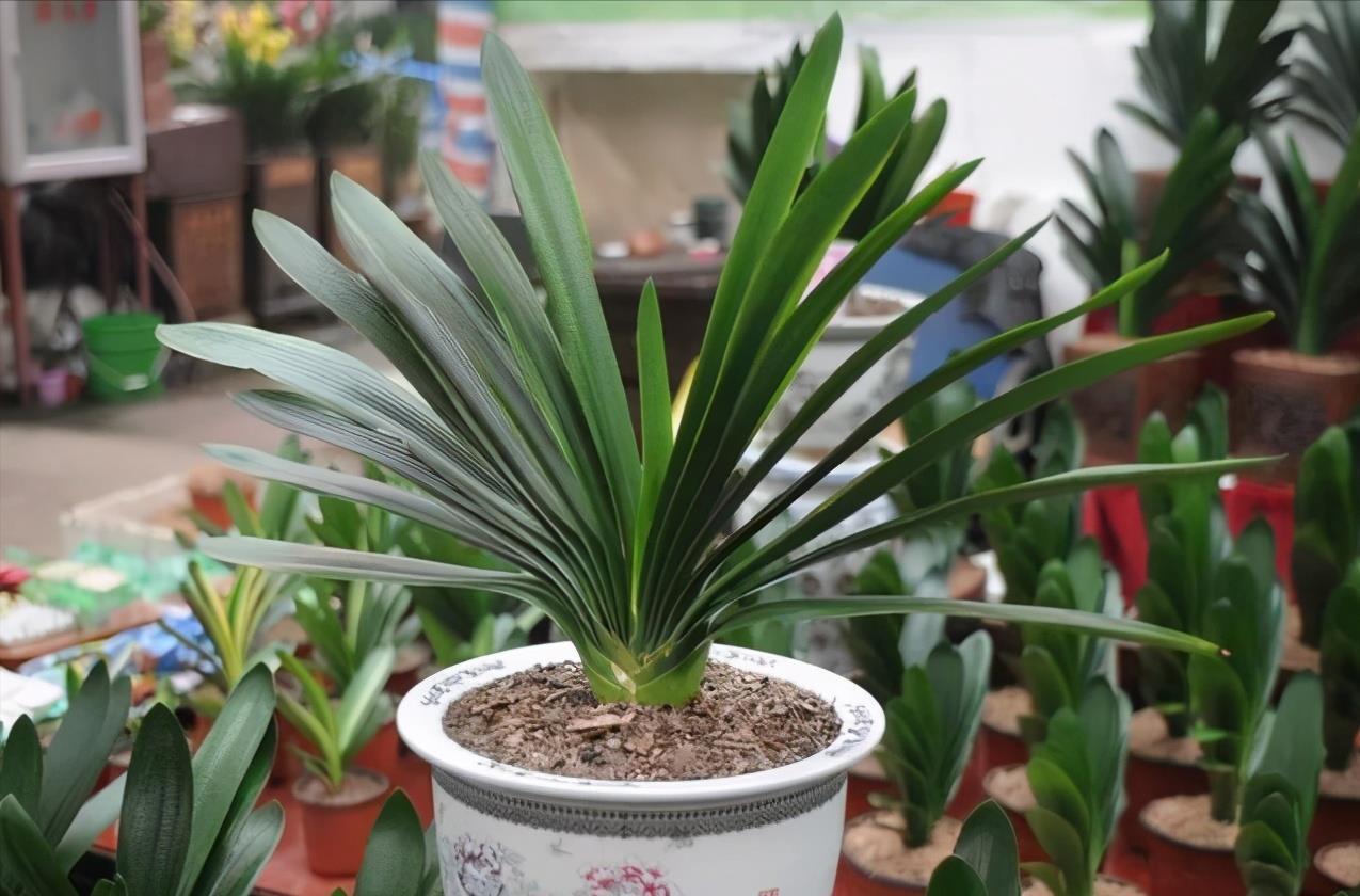 多肉植物|花店买花,避开4种花,里面“猫腻大”,买了难养活,白白浪费钱