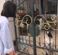 |搞笑GIF趣图:小子,你给我过来,你肯定是故意的!