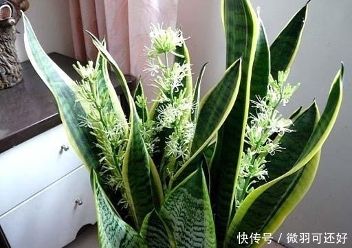 都是“兰花”，这9种便宜又好养，还能开花，比兰花好养10倍