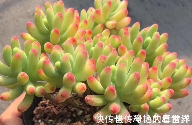 女心|多肉果冻乙女心,自带果冻色,是果冻色系多肉里的颜值担当