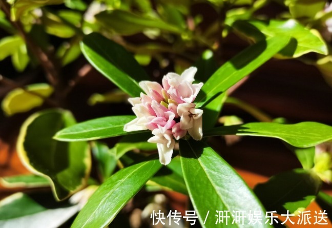 香味|喜欢养芳香花卉的人，客厅只养一盆“夺香花”，好闻又大气