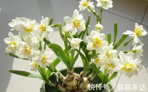 观叶|花店老板不愿透露的3个养花小技巧，学会一生受用，养花新手必看