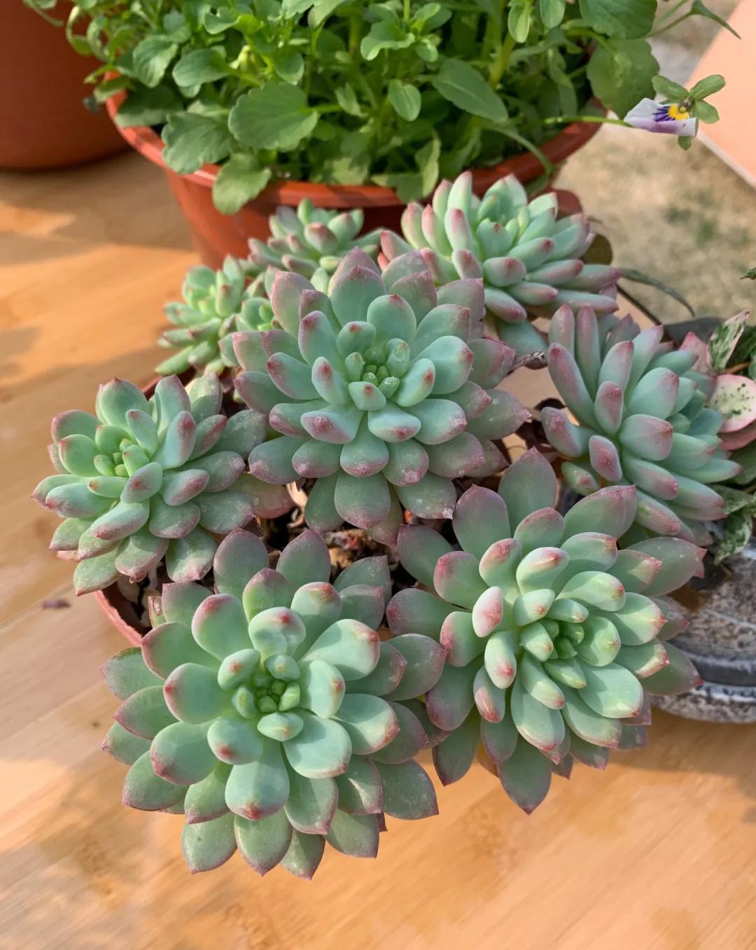 这5款花,不怕不浇水,就怕浇水多,特别适合懒人