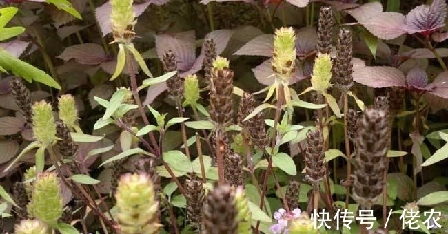 文学作品|这野草，学名“夏枯草”，是中药“珍宝”，野外遇见，请勿错过！