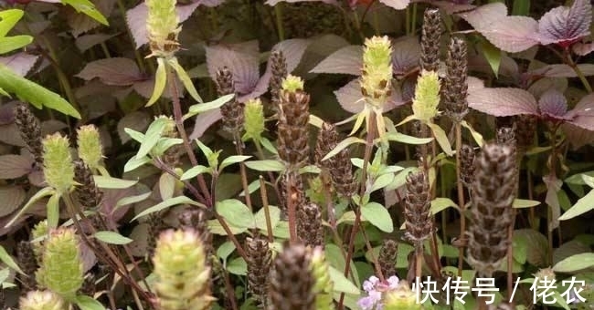 文学作品|这野草,学名“夏枯草”,是中药“珍宝”,野外遇见,请勿错过!