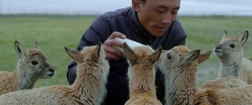 牧民|三江源国家公园：人与自然和谐共生