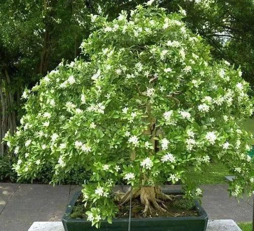  清神|阳台养上一盆九里香，花开时节花香飘屋，既能驱蚊冲又能清神