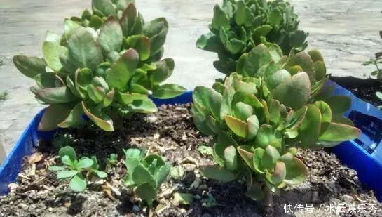 冬春养长寿花、蟹爪兰,不能心软,越早下手剪剪开花越多越漂亮