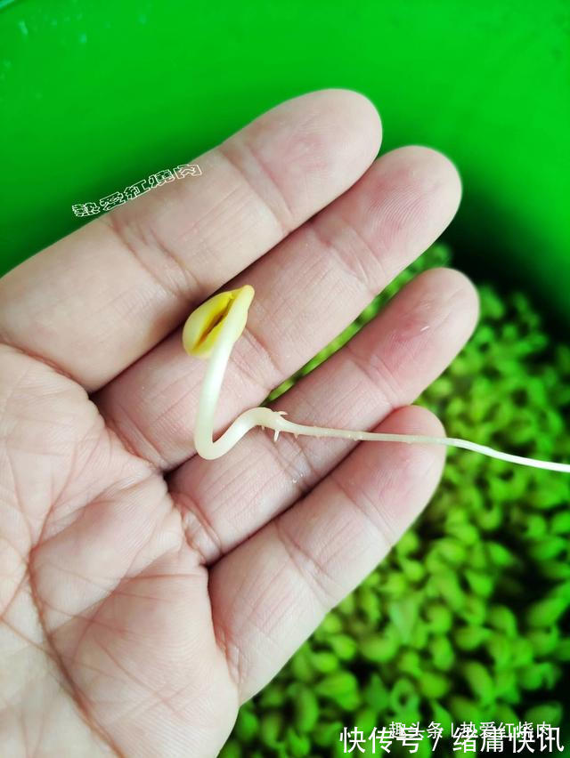 黄豆芽|用了我这办法,发黄豆芽不会变臭一次就成功,五天就长15厘米高!