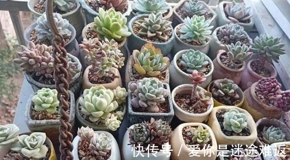 二九寒天,养多肉,想保命就得做到这“3多1少”