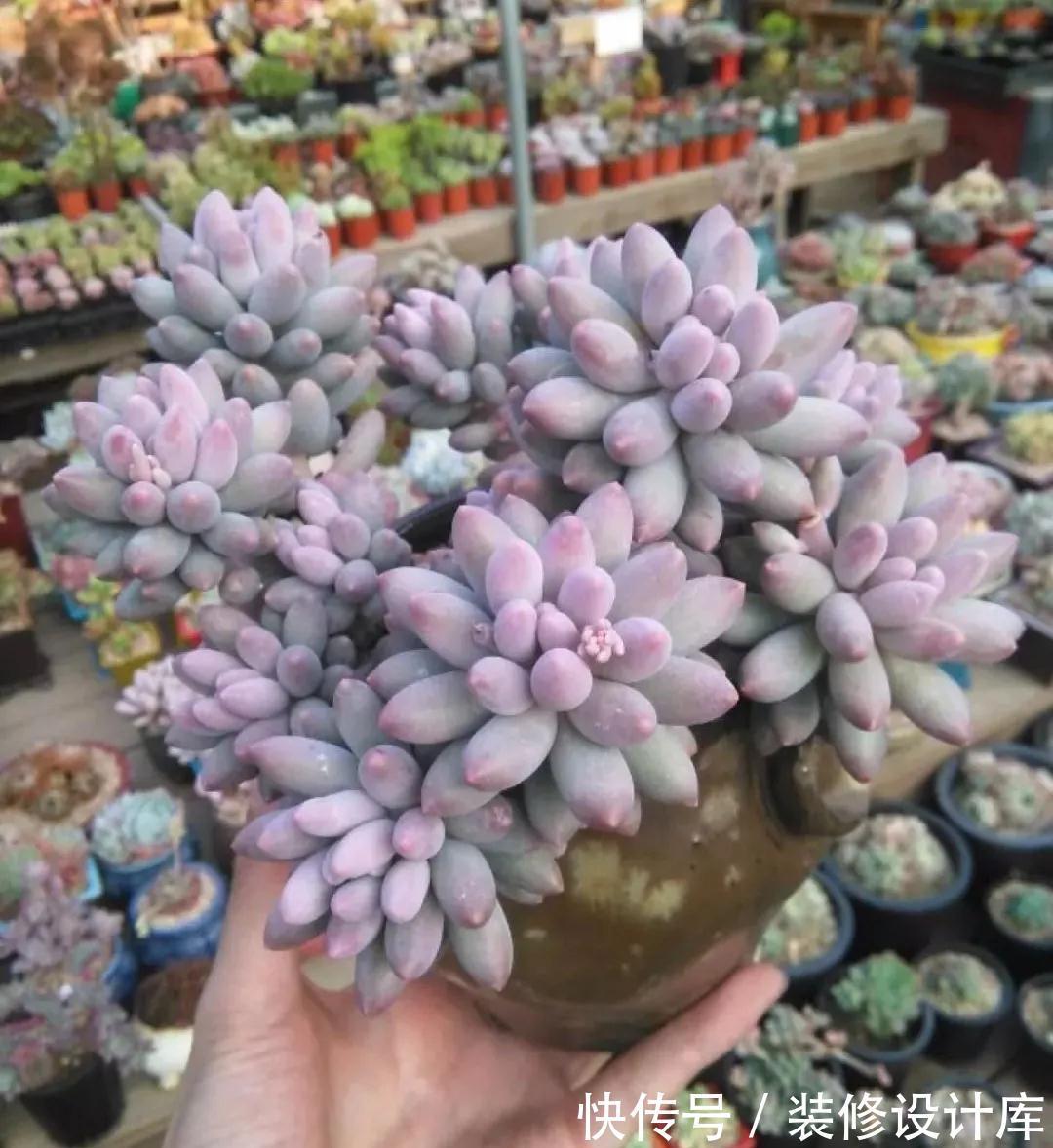 7种多肉“最难养”,一进夏天就挂,新手慎入