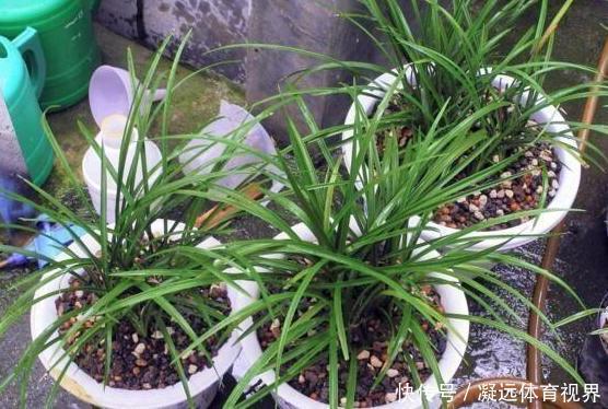 养花需谨记合理施肥，注意''3要素''，盆栽开花又大又漂亮