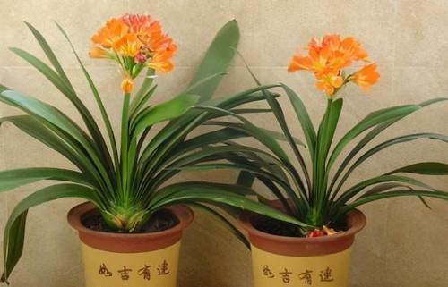 环境温度|君子兰养了7年,长得好却不开花?快催花,1个月就爆出大花头