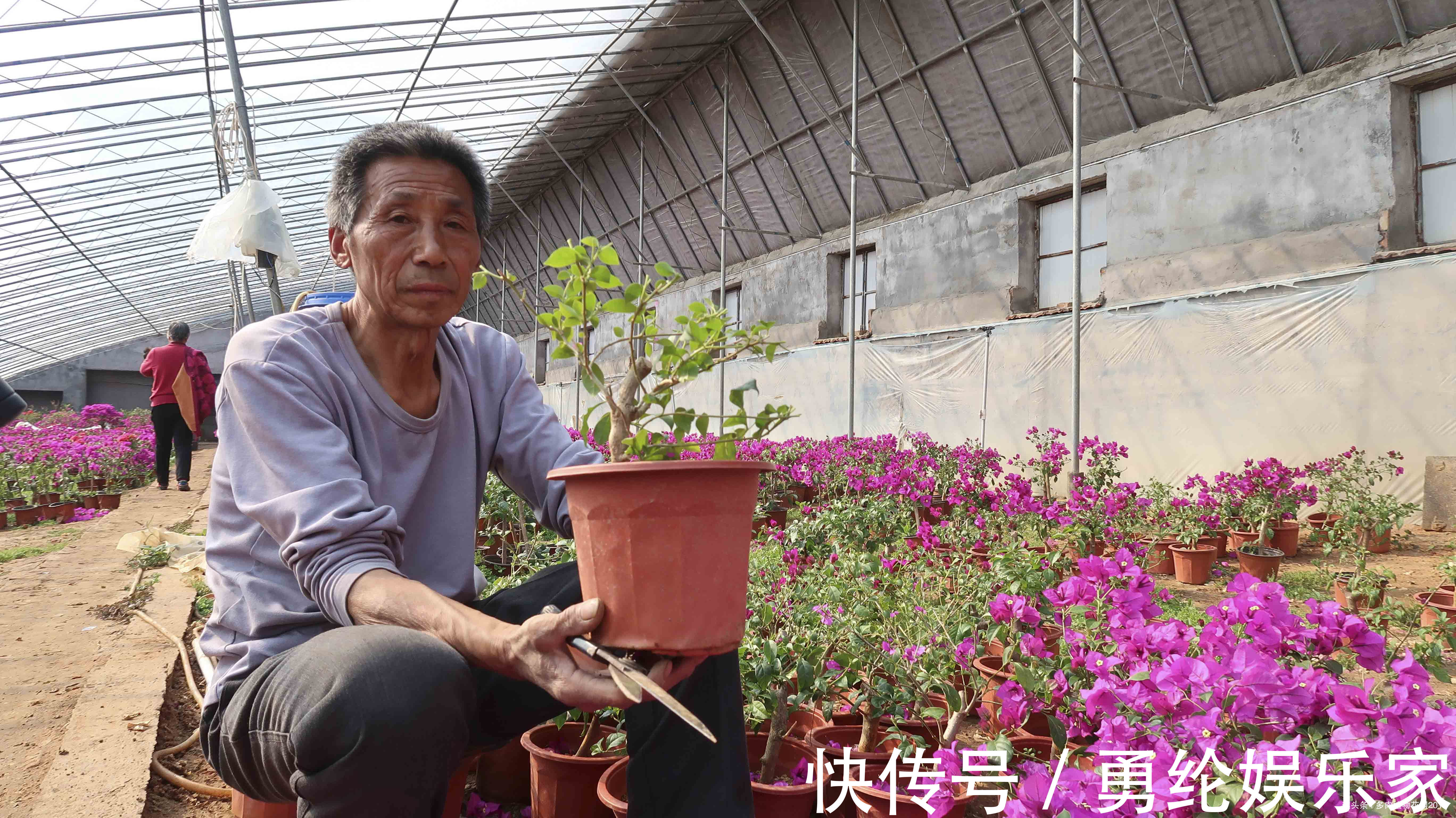 三角梅正是开花的时候，花农大爷却把花都剪掉了