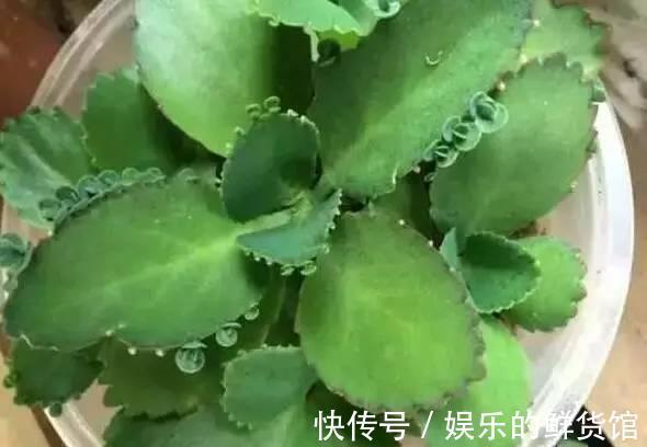 多肉长残的照片，看一次笑一次，根治各种抑郁