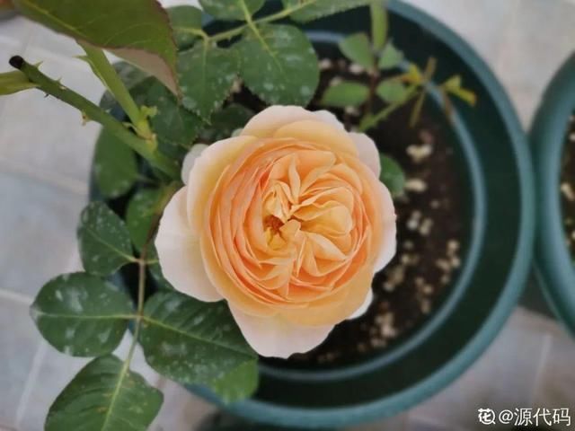 多肉|5种花盆养花,怪不得都死了,全是样子货