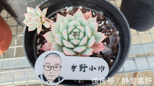 板结|养多肉浇水需要注意细节，浇水方式要考虑多方面，才能养好肉肉