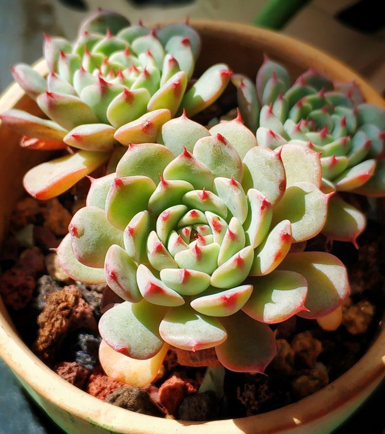 成长|与多肉一起走过的日子，见证多肉的成长过程！