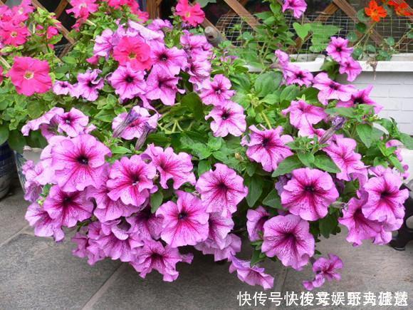 花期|5种“花卉”,最喜欢开花,每种都能花开200天以上,好看又好养