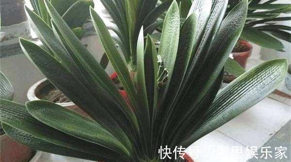 给君子兰换盆,“这点”要知道,不然不长不开花,让你“干着急”