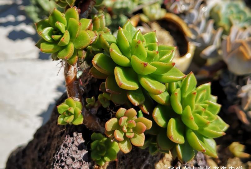 多肉|多肉蒂亚徒长夏天也能砍头,但要注意这四个细节才能成功爆侧芽