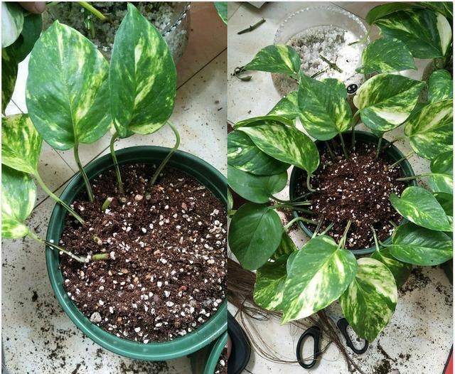 绿萝剁八段，埋土里就发芽，10天长出一茬苗