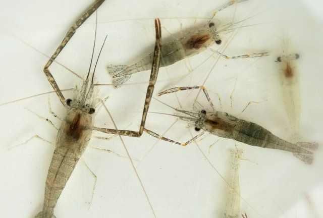 浮漂|浮漂顶起又落下,提竿却均不中鱼解读3种奇怪漂相不中鱼的原因