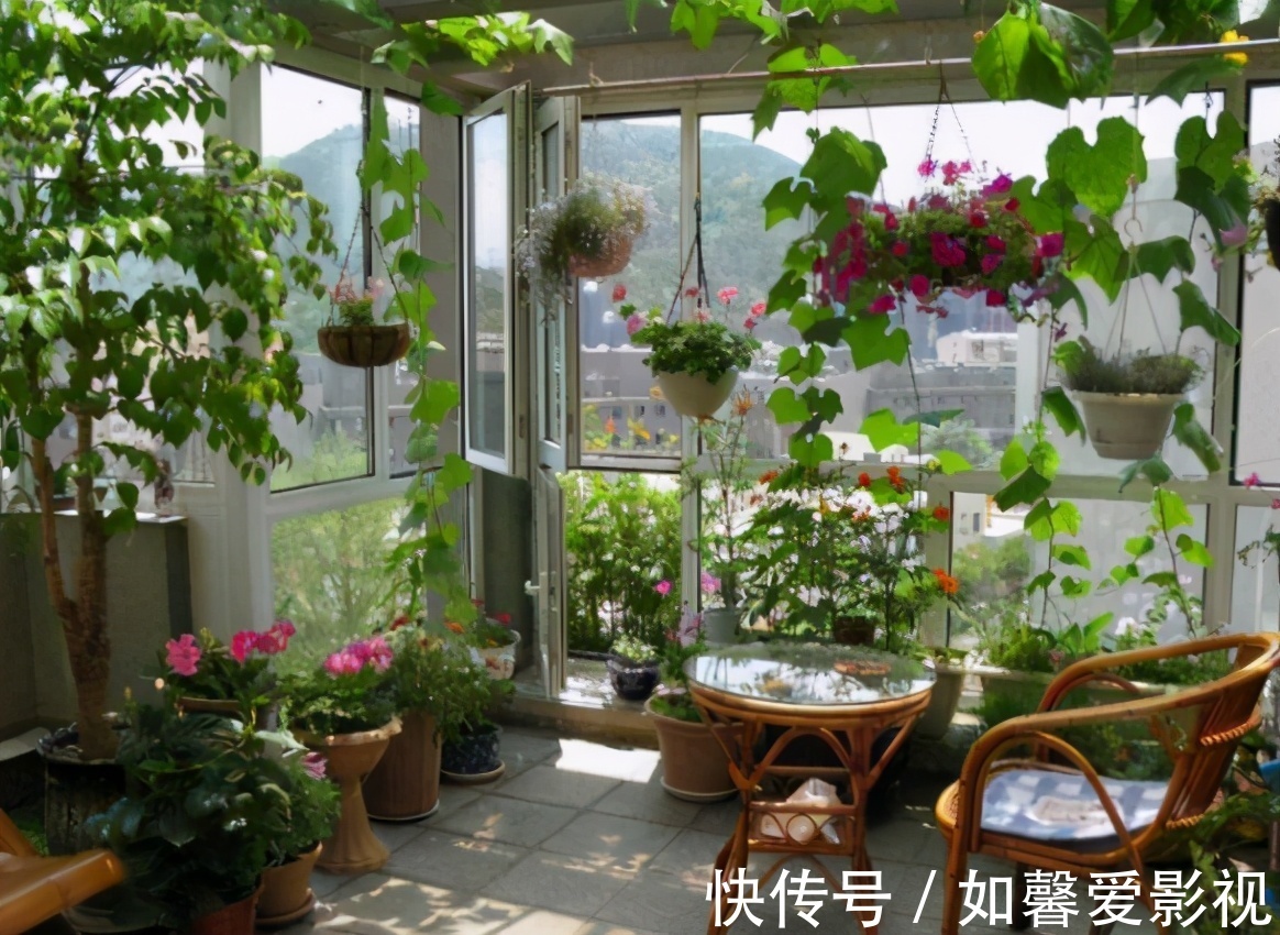 花卉|家庭盆栽花草,摆放、搭配方面该注意什么?有什么讲究?