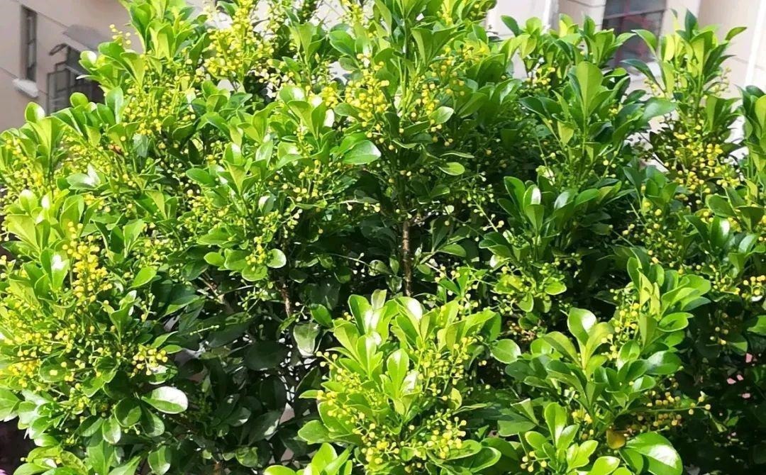 开花|6种“漂亮花”,长了就狠剪,舍不得剪害处大,耽误一年开花量