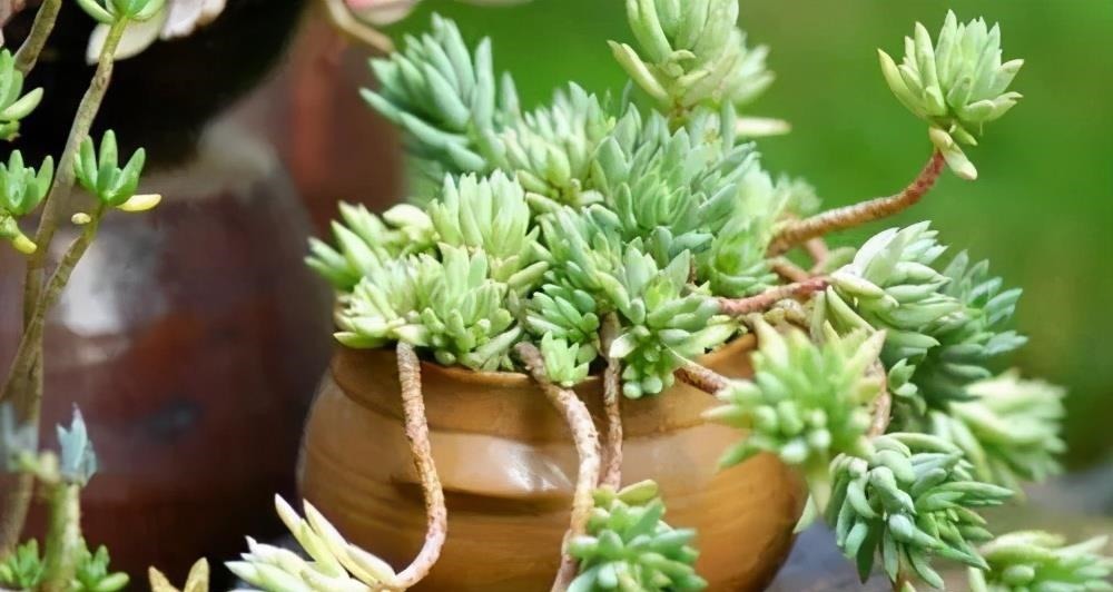 多肉千佛手,号称“绿巨人”,一片叶子长一盆,养成群生肉墩子