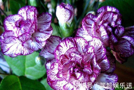 家中有老人养“它”花语温馨与慈祥,开花颜色特殊,花叶俱美