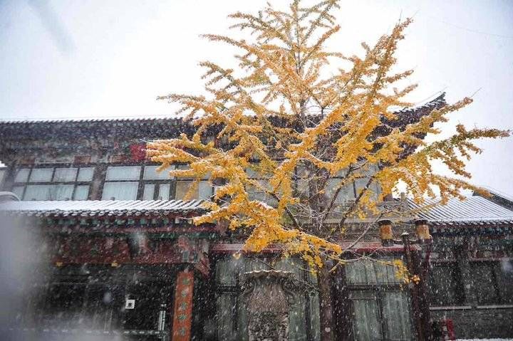 暴雪|当立冬与暴雪相逢，当秋天与冬天相遇